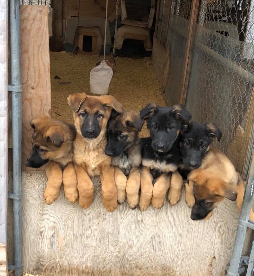 Contact - Topline German Shepherds