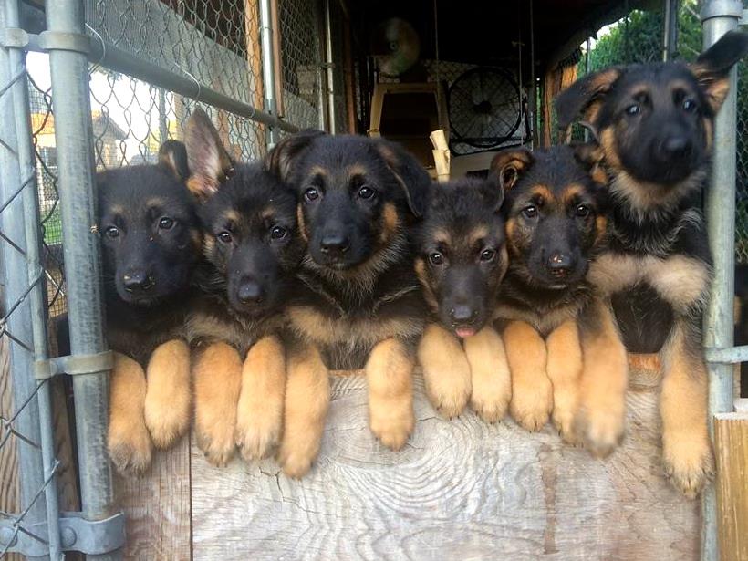 topline german shepherd puppies