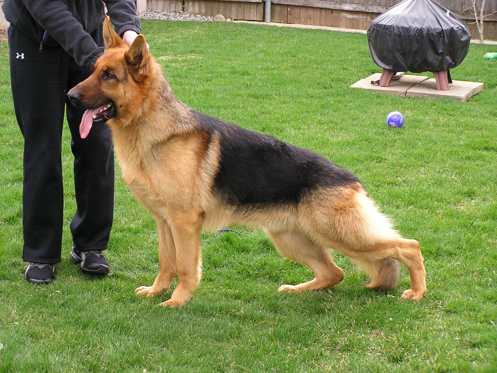 topline german shepherds