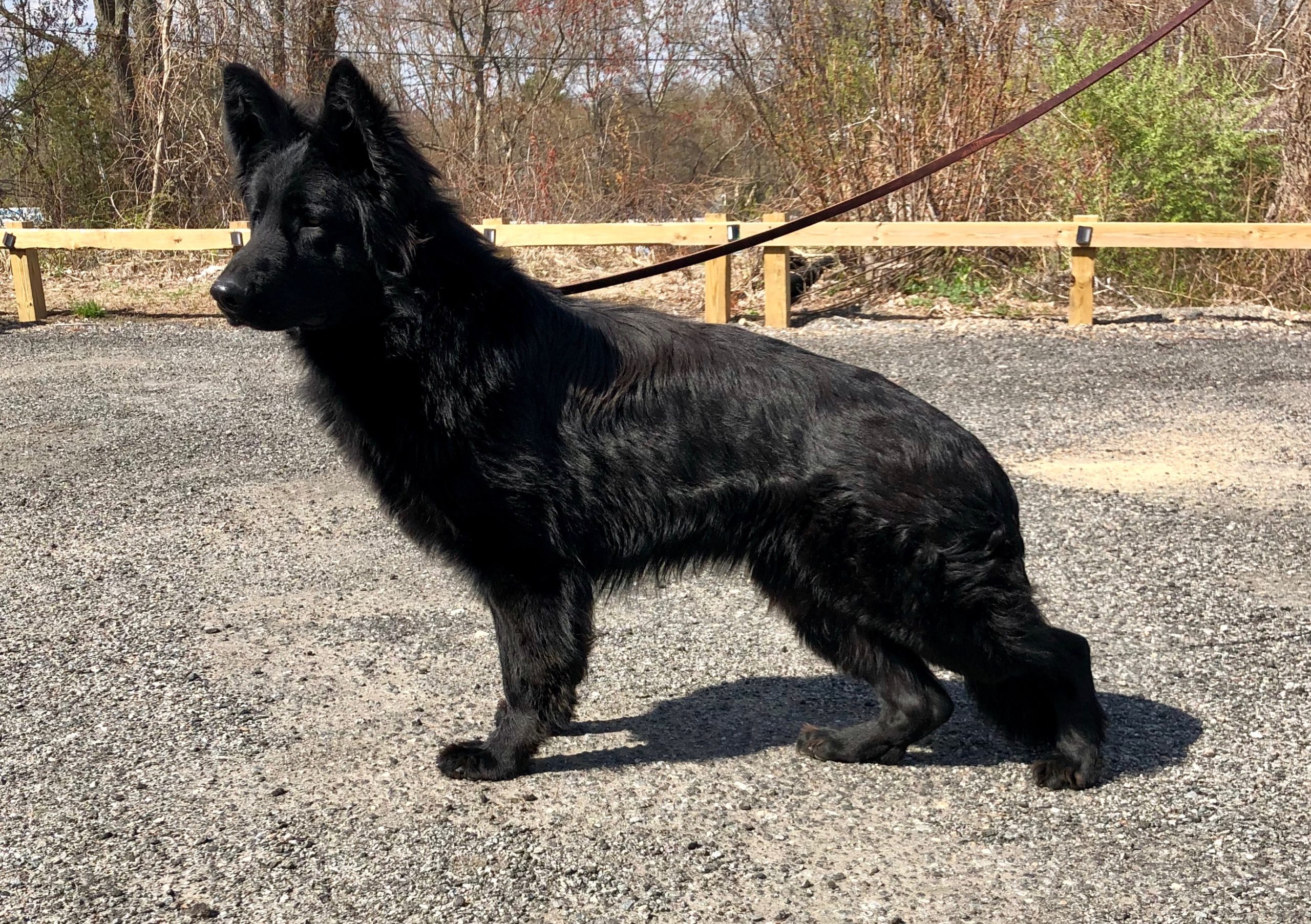 Topline German Shepherds - Zues All Black Longhaired German Shepherd